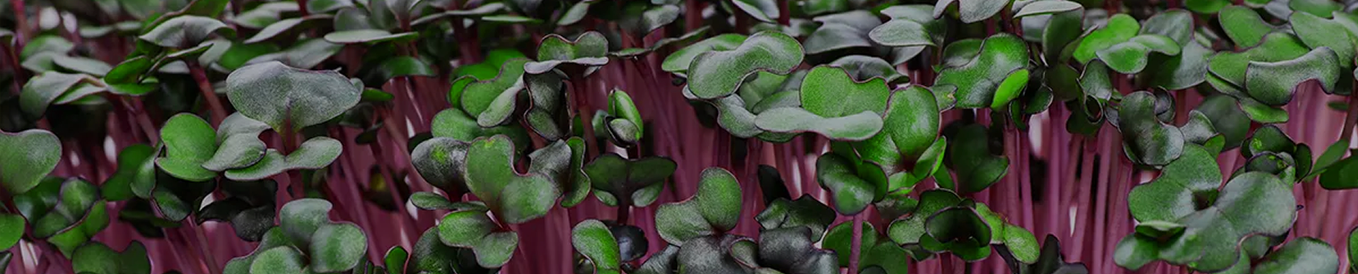 Kohlrabi - Red Cardinal